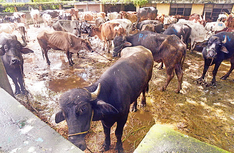 Attacks on India's Beef Industry Hit Buffalo Meat Trade