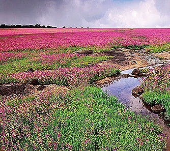 Keepers of the Flora's Faith