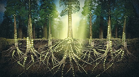 The Wood Wide Web