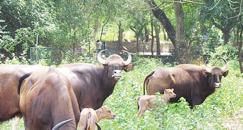 Indian Gaur Numbers Go Up