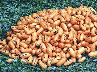 KFRI Mission to Preserve Endangered Nutmeg Species