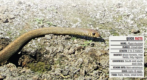 It's the Rat Snake!