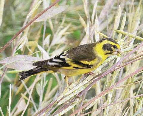 Greenfinches Come A-Calling