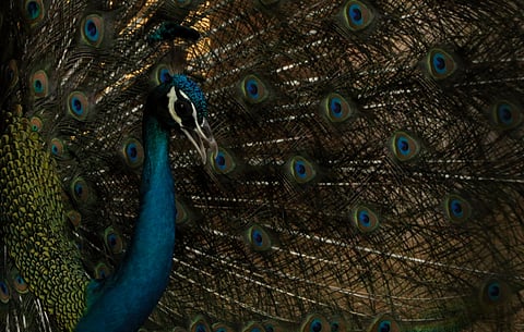 A photo of the Indian National Bird dancing at the Anna Zoological Park in Vandalur, Chennai. (Photo: Abraham Richard M/ New Indian Express)