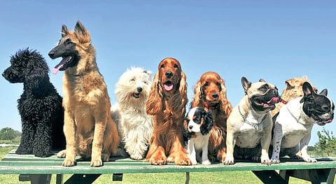 Pet Training for Humans?