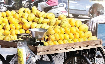 Local Variety Mangoes More Popular