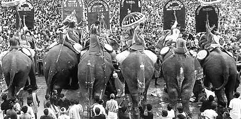 Festive Musth Gets  a SC Depressant