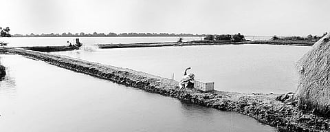 Twin Threats to Bhitarkanika Park: Illegal Tree Felling, Prawn Farming 