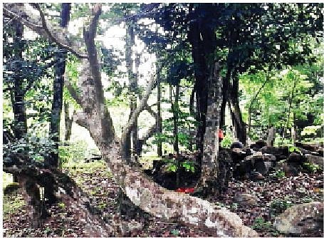 Cash Crops, Weeds Killing Sacred Groves on Kolli Hills: Expert