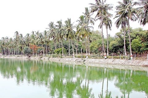 Acute Shortage of Saplings Hits Government's Haritha Haaram