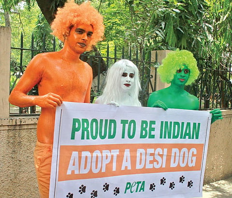 PETA Pushes for Desi Dog Adoption in Chennai