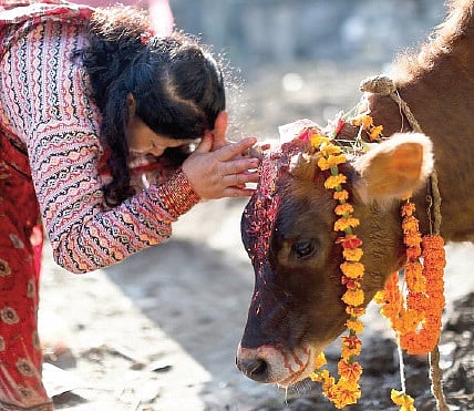 Cow Sacred for All