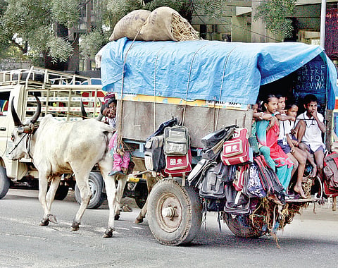 Here, Bullock Carts A Safer Alternative for School Children