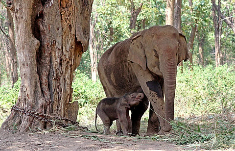 Female elephant delivered a male baby on Monday. | EPS
