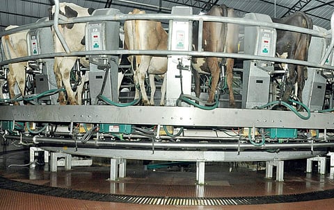 Cows being boarded on the rotary milking parlour at the Kolalhalamedu  farm |Vincent Pulickal