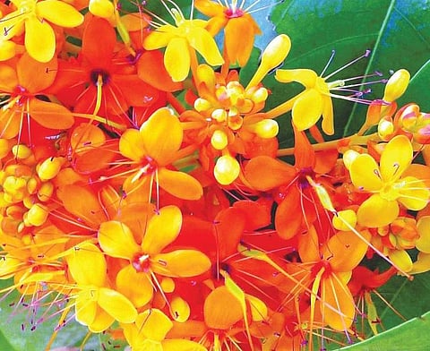 Its flowering season is around December to April. Flowers are  bright, orange-yellow, turning scarlet-red