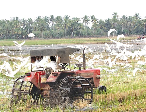 White cranes fly while a farmer ploughs his paddy fields close to the avian influenza-affected paddy fields.