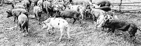 Pigsties