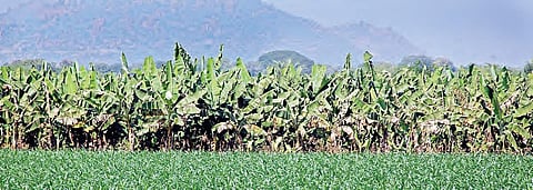 Due to lack of cash in the market, banana crop finds no takers and is left standing in Warangal on Saturday | express