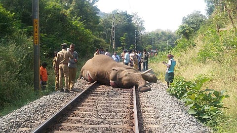 The tusker was constantly seen on the tracks during the last two weeks. | Express Photo Service