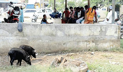 Pigs rummaging through waste at the Chengalpattu Government Medical College and Hospital on Tuesday | ASHWIN PRASATH