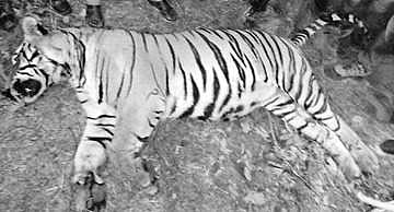 Tiger carcass throws up question on its origin 