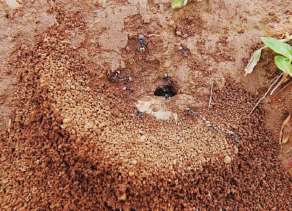 The Fascinating World of Ants