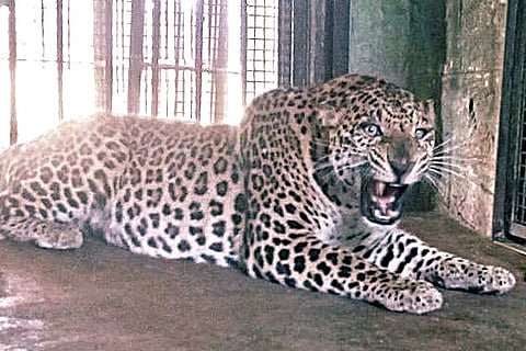 Leopard That Went to School Escapes From Rescue Centre: Did Someone Let It Out?
