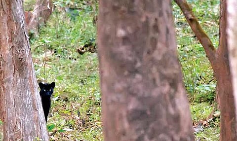 Rare Sighting of Phantom of Forest