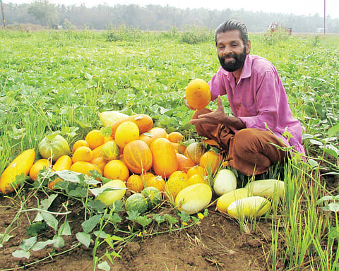 Cool as a Cucumber: A Fruitful Farming Story From Thrissur