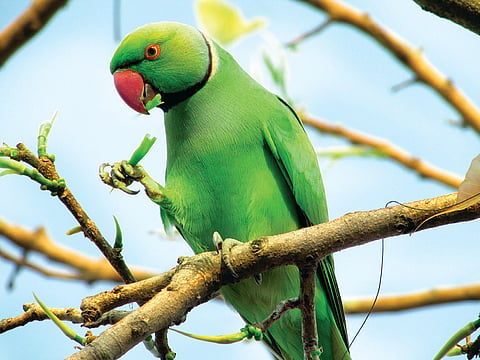 Bengaluru Once Had Enough of the Birds 'to Make a Pie'