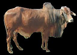 Punjab Turns to Pakistan for Bull Power