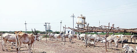 Belagavi District Hits New High at 44 Degrees Celsius