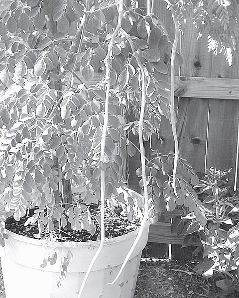 You can Grow Drumstick for Sambar in a Pot
