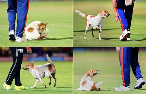 his combination of pictures created on May 18, 2016 shows a stray dog interrupting play during the 2016 Indian Premier League (IPL) Twenty20 cricket match between Rising Pune Supergiants and Delhi Daredevils at Vizag. | AFP