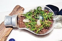 You can have a garden in a glass bulb or a fish bowl