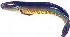 TS declares Channa Striatus as state fish
