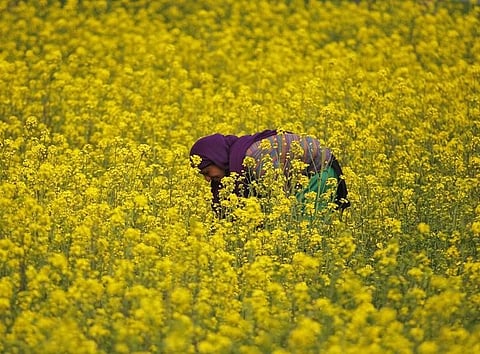 GM Mustard safe for consumption, says MoEF sub-committee