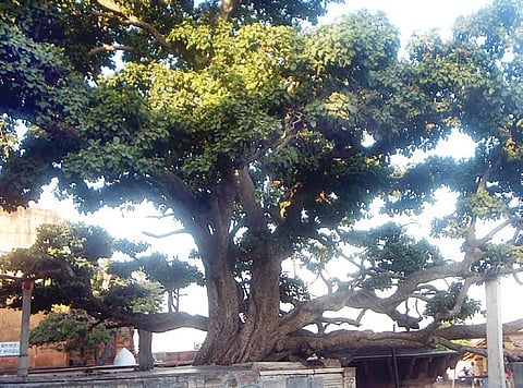 When medicines  and perfumes come from the tree of gods 