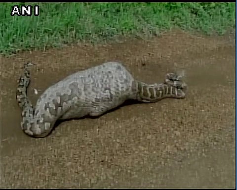 A 20-feet long python was captured swallowing a blue bull in Gujarat | ANI