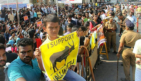 A shool boy paticipating in protest against jallikattu ban in front of Thamukkam Ground at Madurai. (EPS | K K Sundar)