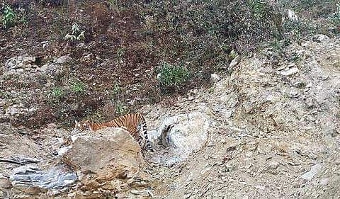 The tiger captured in lens by driver Anmol Chhetri at the Neora Valley National Park in Darjeeling district of West Bengal on Wednesday. | EPS
