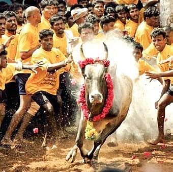 Protect our animals & save our culture 
