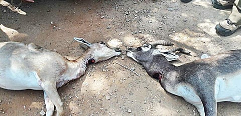 The poachers killed two blackbucks in Badamakanahalli forest area. The female blackbuck (left) received bullet injuries in the throat, while the male one received a bullet shot on the left side back rib