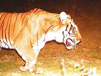 The second tiger captured in the lens of a forest department trap camera in Neora Valley National Park in Darjeeling district of West Bengal. | EPS