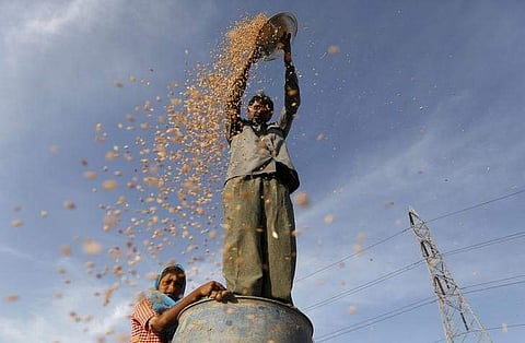 (File Photo | Reuters) A farmer winnows wheat in a field on the outskirts of Ahmedabad.