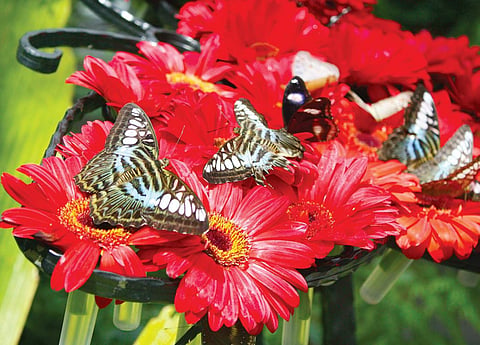 How to grow a butterfly garden