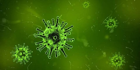 Healthy elderly have gut bacteria similar to 30-year-olds