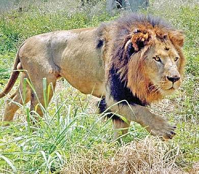 File photos of a lion and leopard (above) at Bannerghatta Biological Park