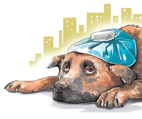 No more euthanasia
